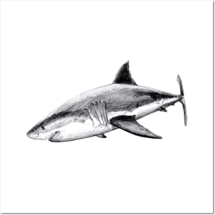 Great white shark (Carcharodon carcharias) Posters and Art